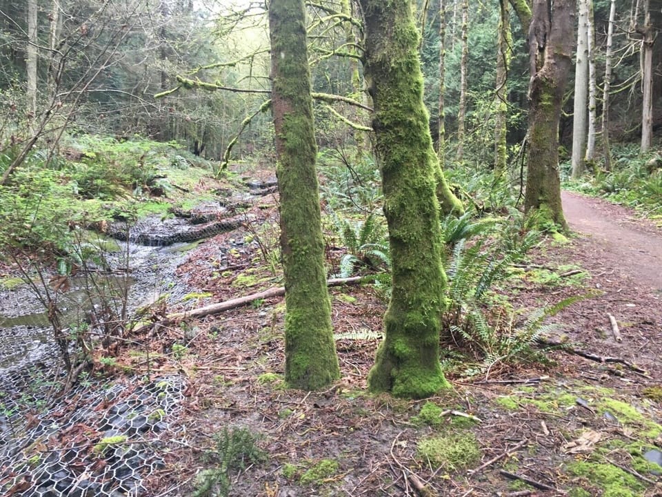 Take a walk through one of the many local forests only a couple minute walk away from the house.
