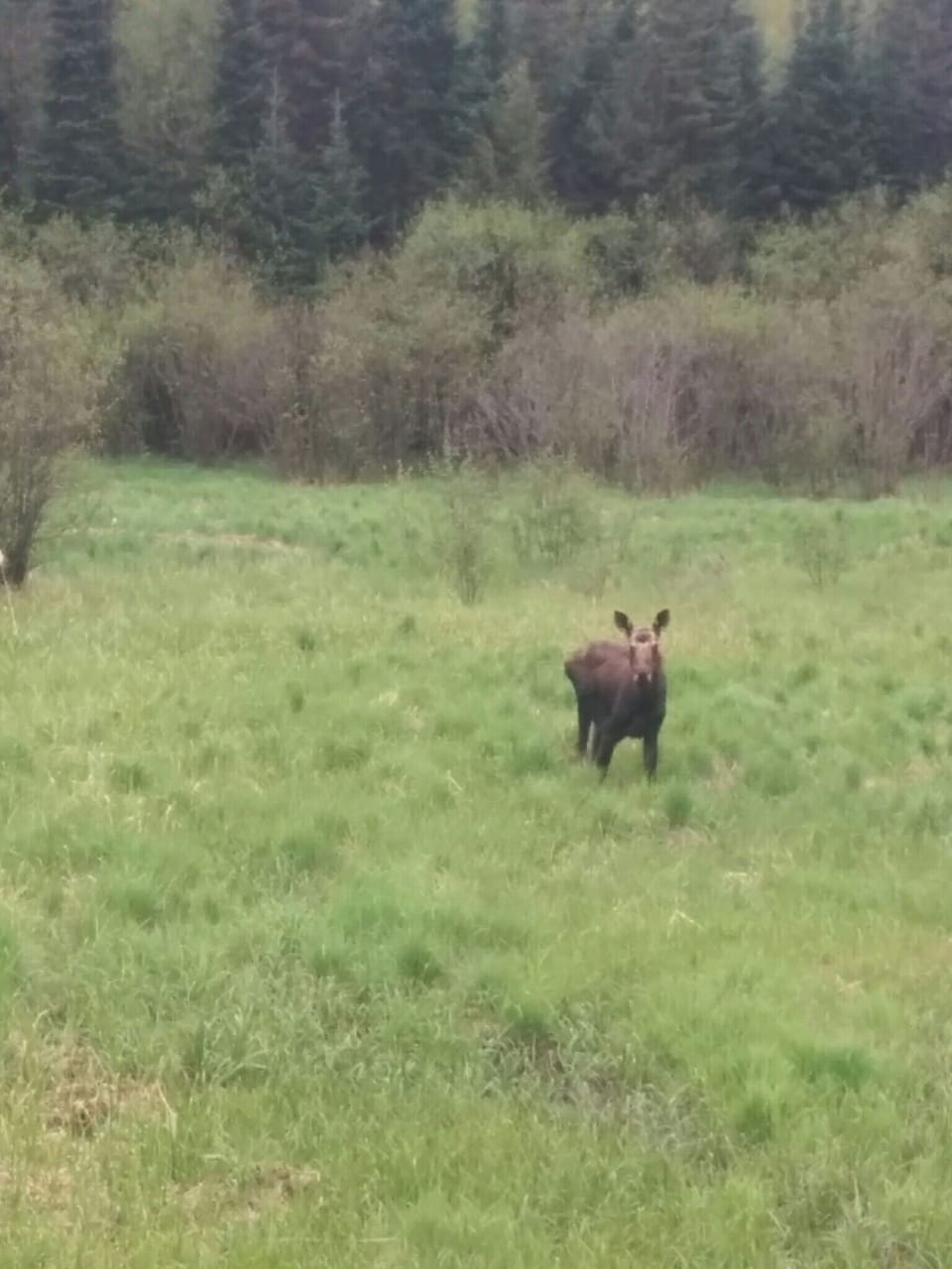 Watch for moose driving in on Hwy 522