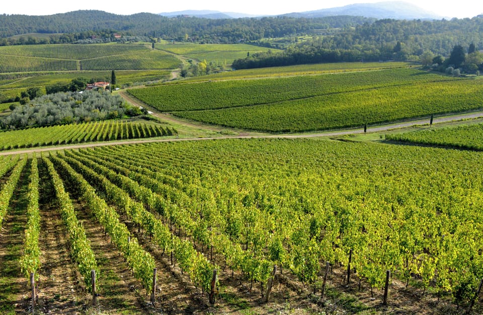 Nipozzano vineyards