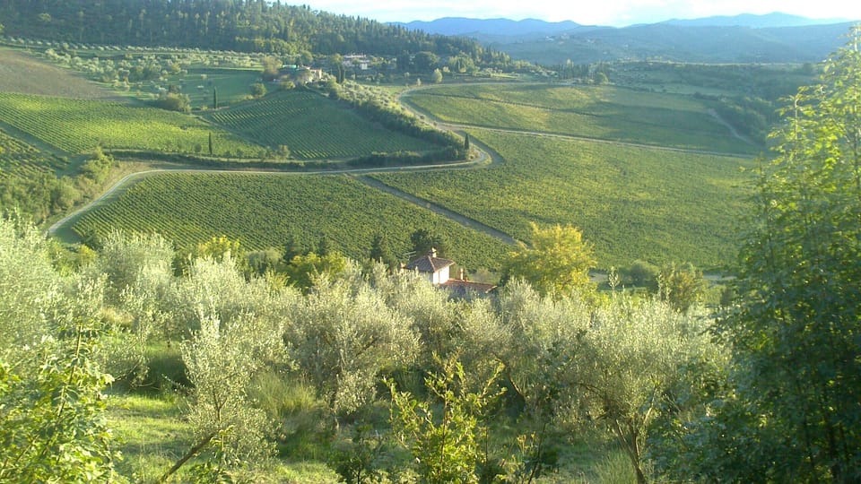 Vineyard views
