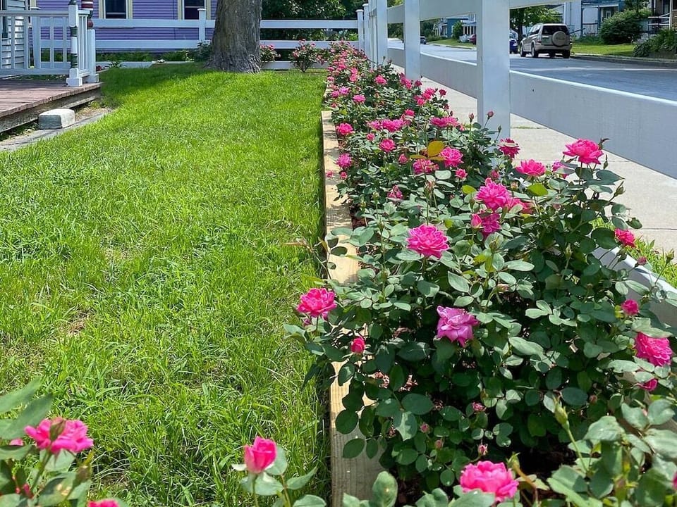Rose garden along the front fence