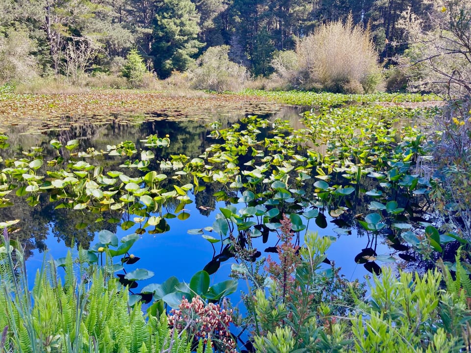 Tranquillity Pond