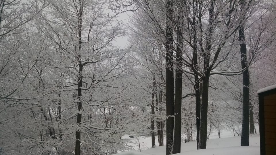 Backyard in the winter