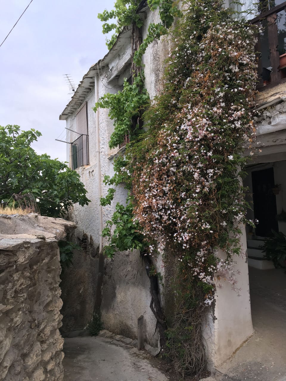 Come in May to enjoy the jasmine.