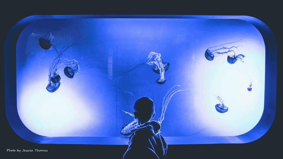 Marvel at the mesmerizing jellyfish display in this nearby aquarium, where graceful sea creatures dance in ethereal blue light.
