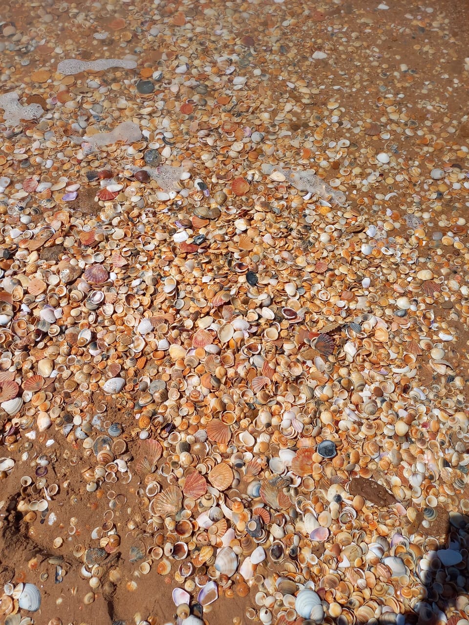 Shells at Golden Beach