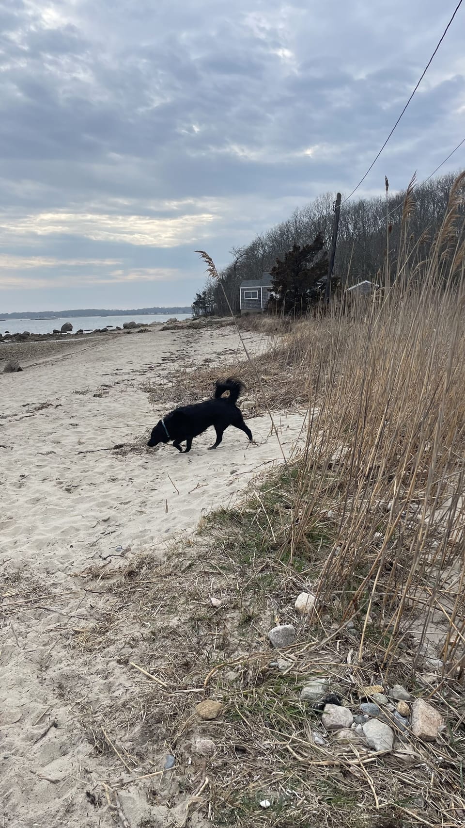 Dog Beach