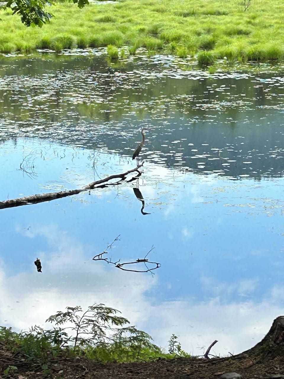 Blue Herons nest at the pond. 
