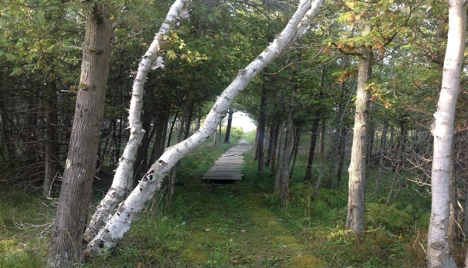Path to Lake