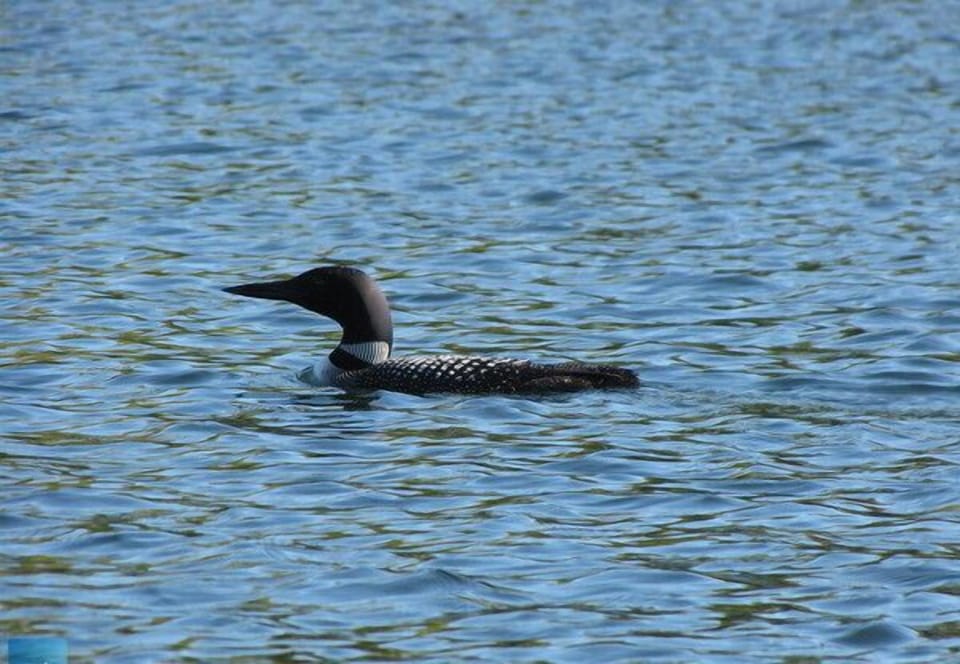 Pristine waters are home to beautiful Loons.