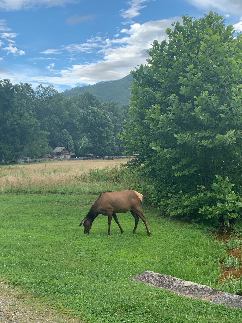 Elk in nearby Cherokee ..