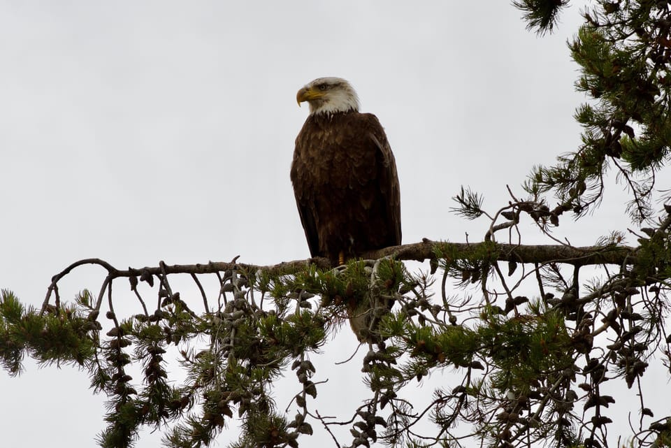 Eagle perched on one of our trees. Eagles are common visitors.  5/18/2019