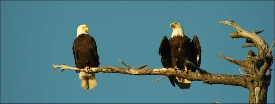 Local wildlife