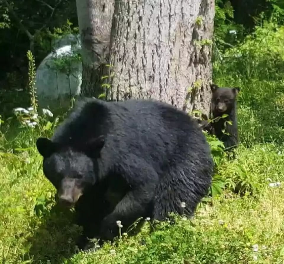 Please Don't Feed the Bears!
