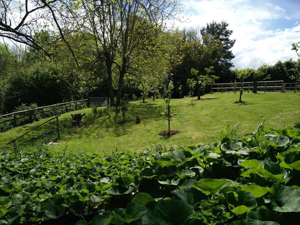 A view of the orchard