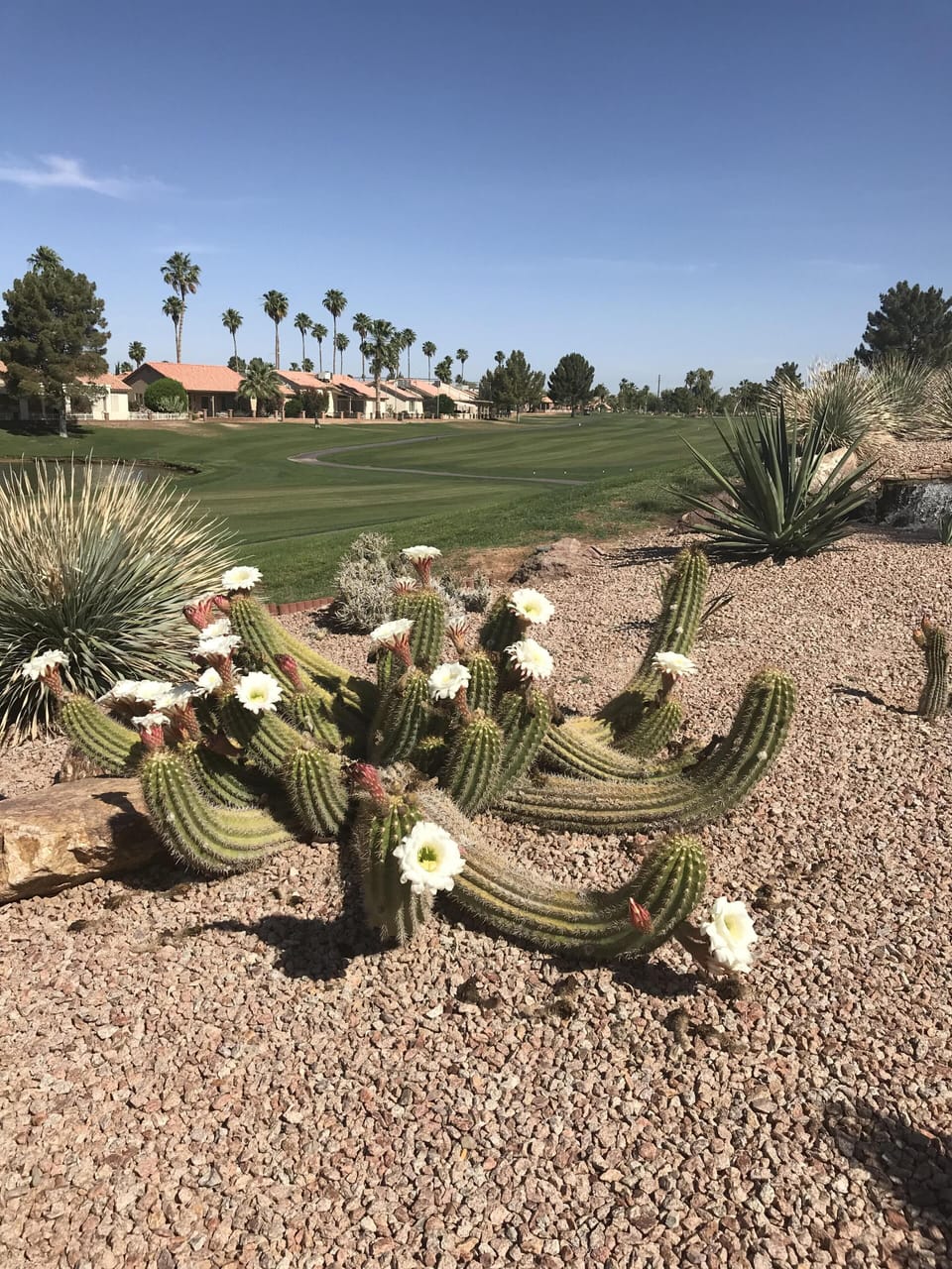 9th fairway of Sunbird Golf Resort