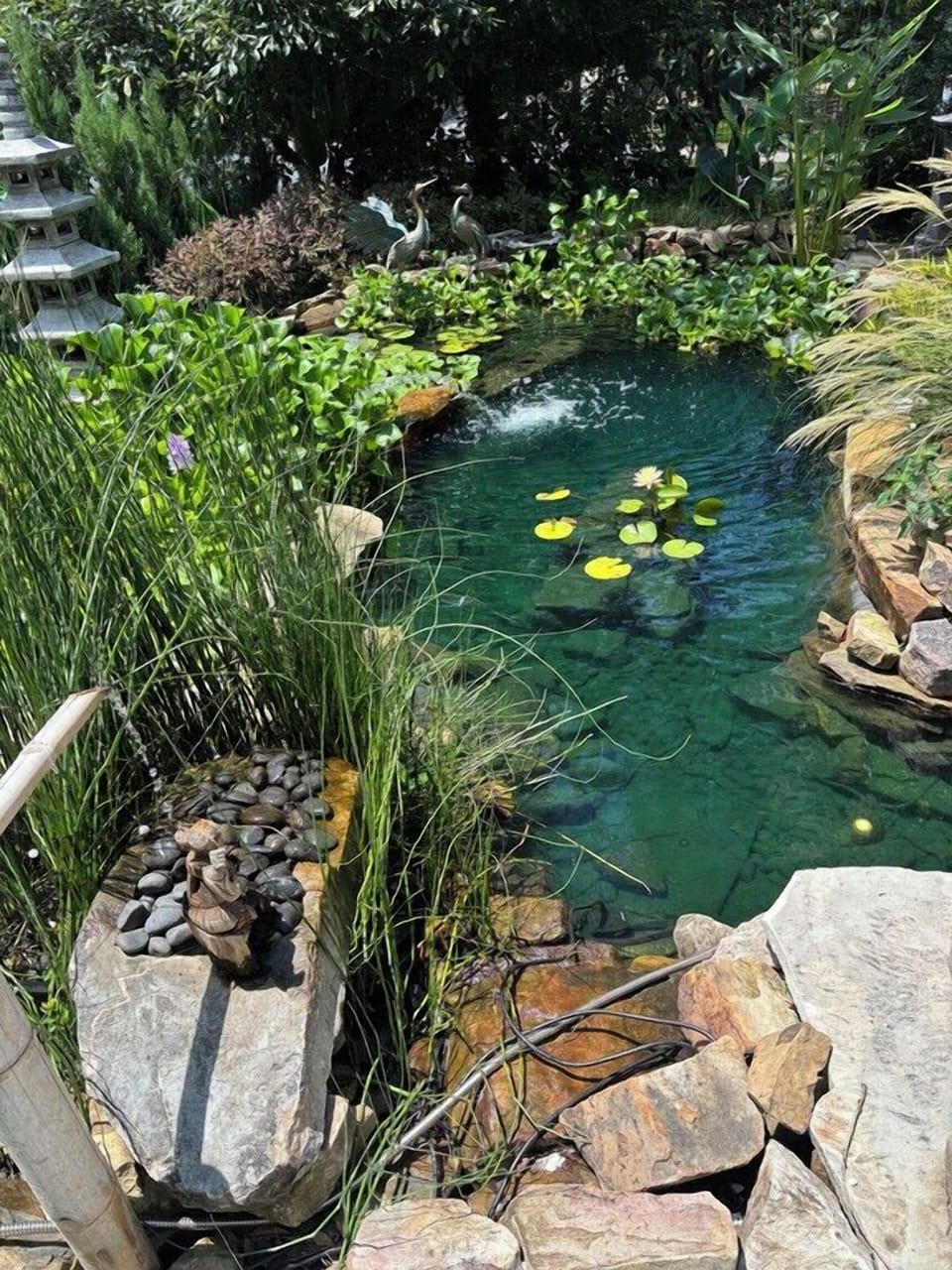Front coy pond