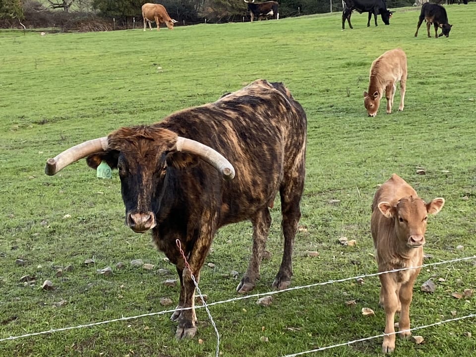 Go for a brisk walk past cows, vineyard and pond. 