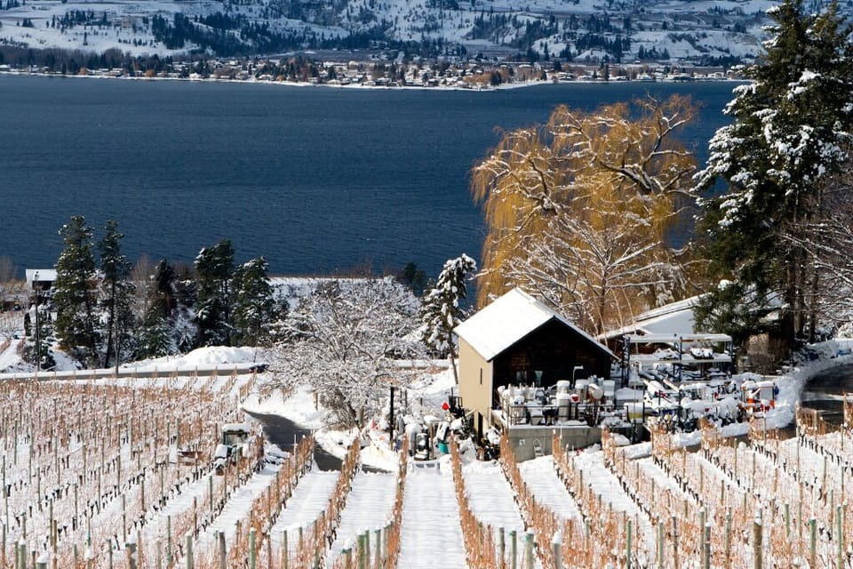 Four seasons of fun!  Wintertime at the vineyards!