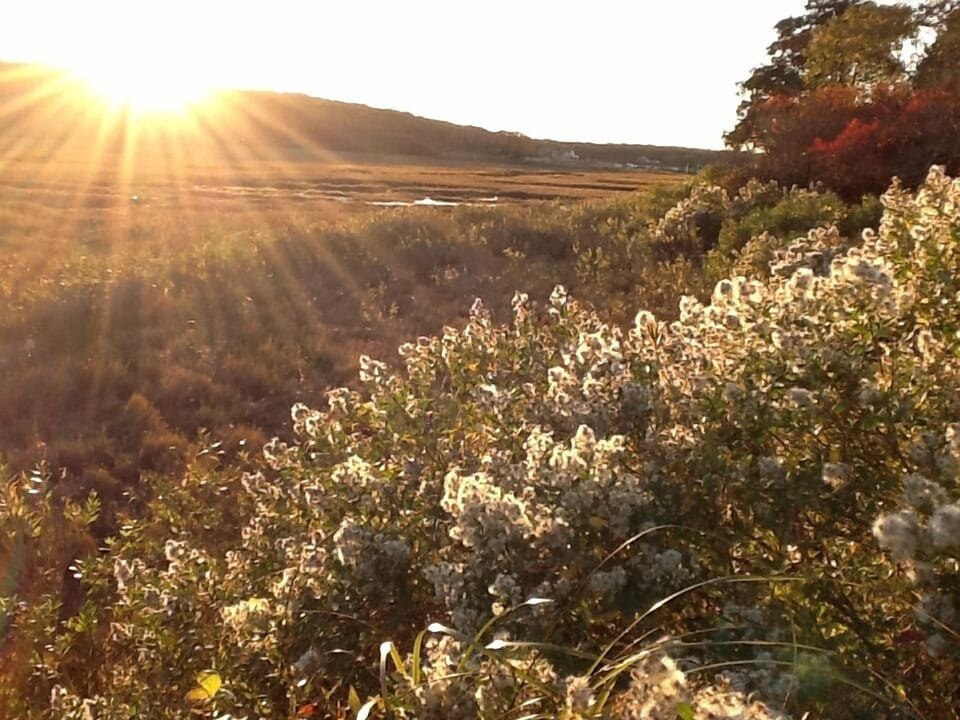 Late afternoon sun, heading to State Beach on the bike path.