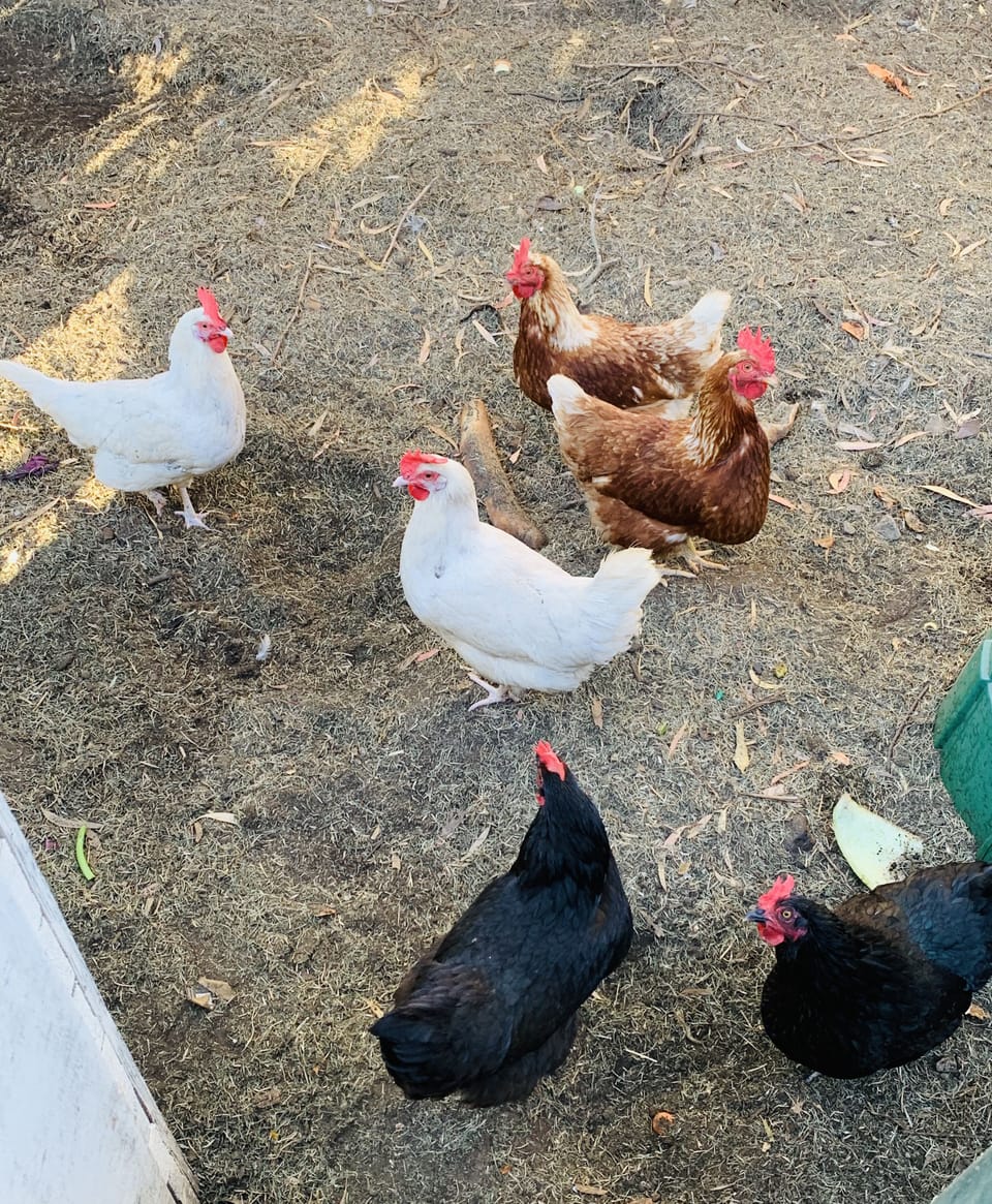 Enjoy our six pet chickens and help yourself to fresh eggs