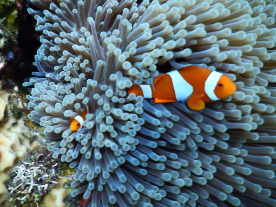 Bondalem underwater