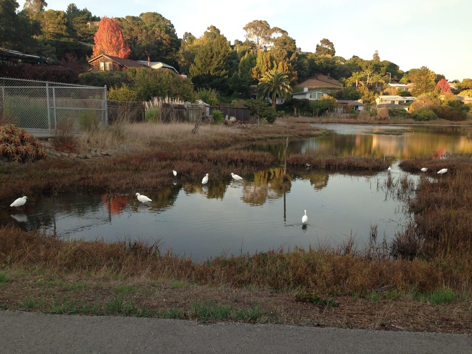This is our wetlands to the south of our rental property. A great walk to be had