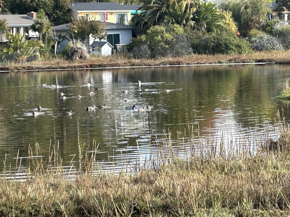 Wetlands looking up  our home.