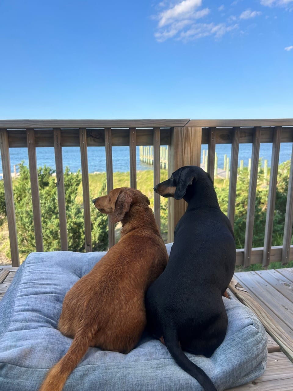 Dogs love the view too