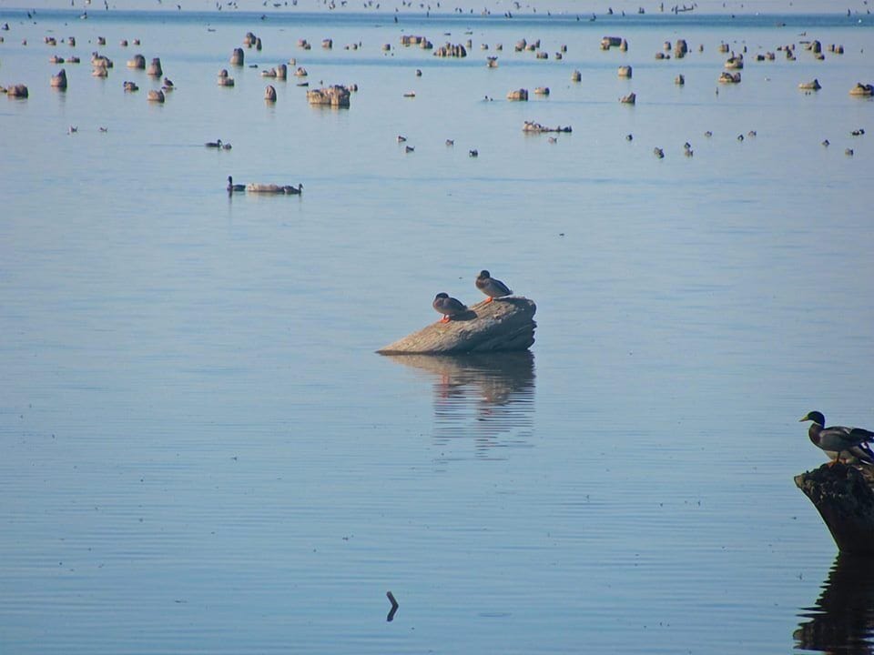 Photo provided by 
Dr. John Clendenin.  Taken while on the lake in a boat.