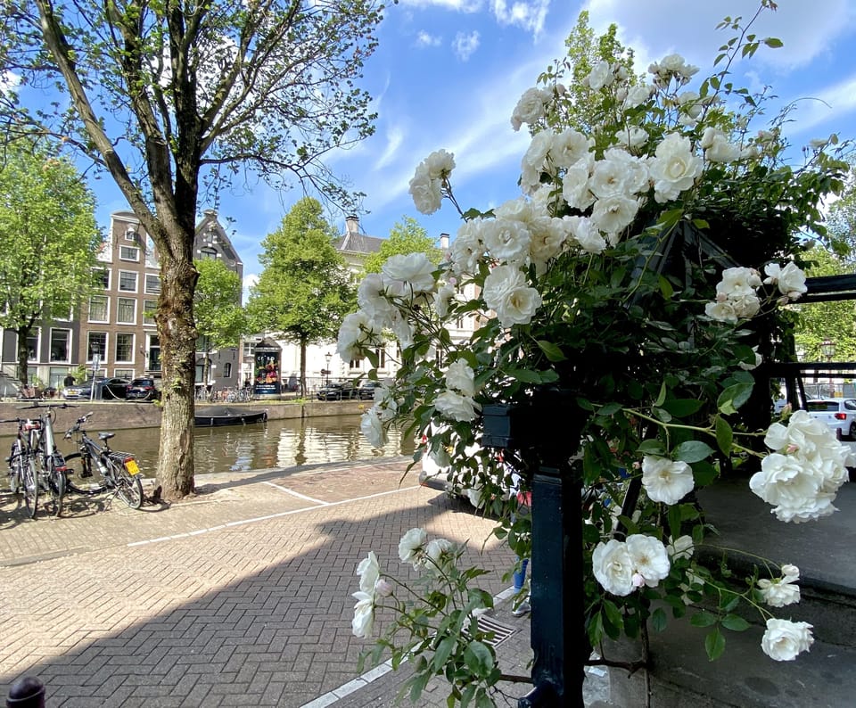 Amsterdam summer Roses just around the corner!