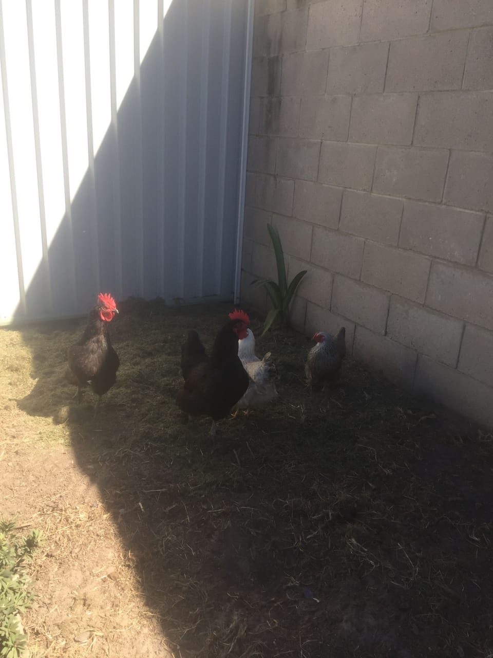 Great free range eggs from our own chooks