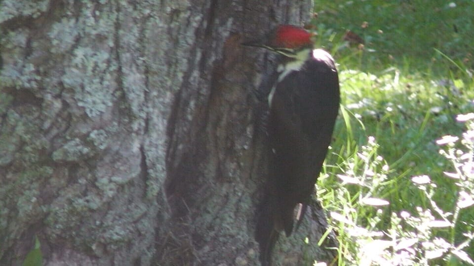 pileated woodpecker