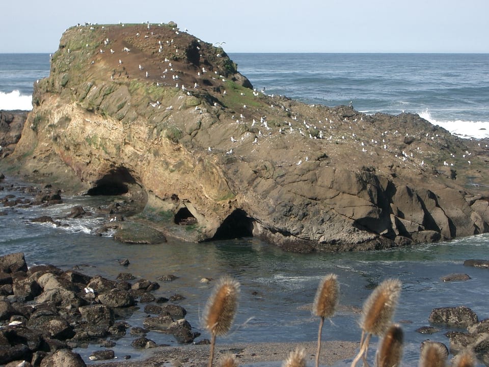 Bird Heaven , Pirate Cove, in Depoe Bay
