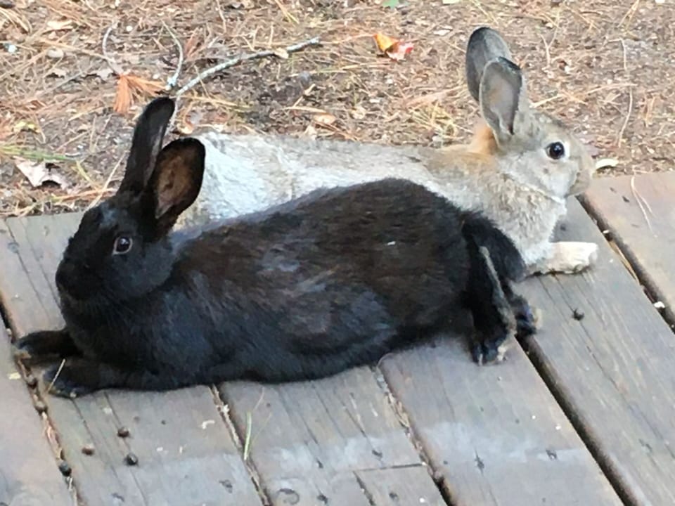 You might see rabbits!