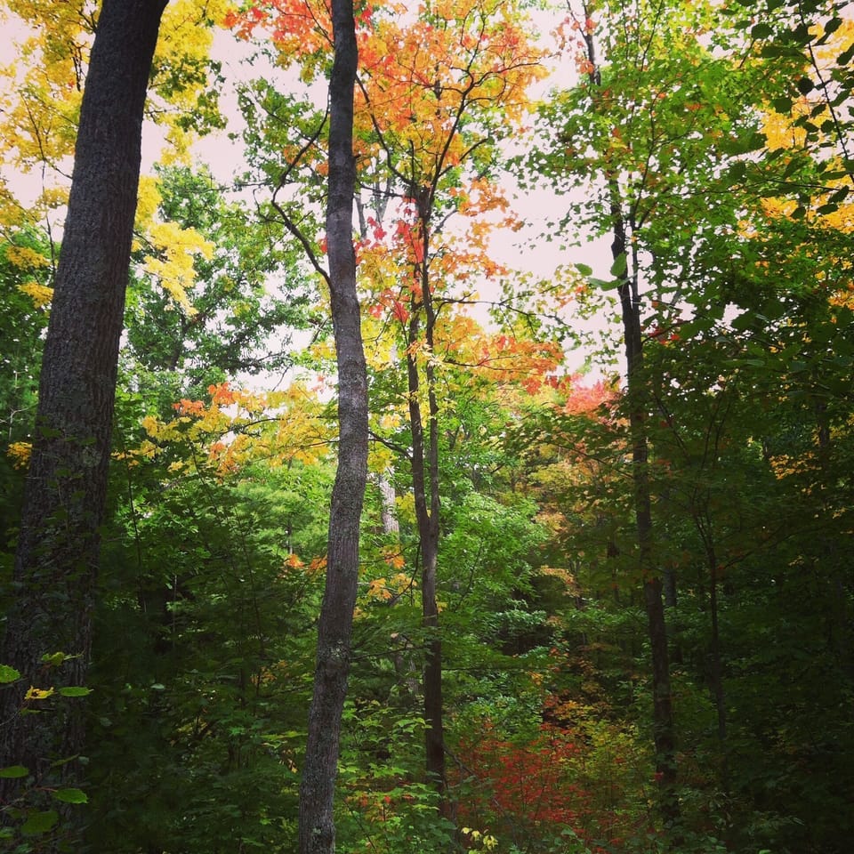 hints of fall colors