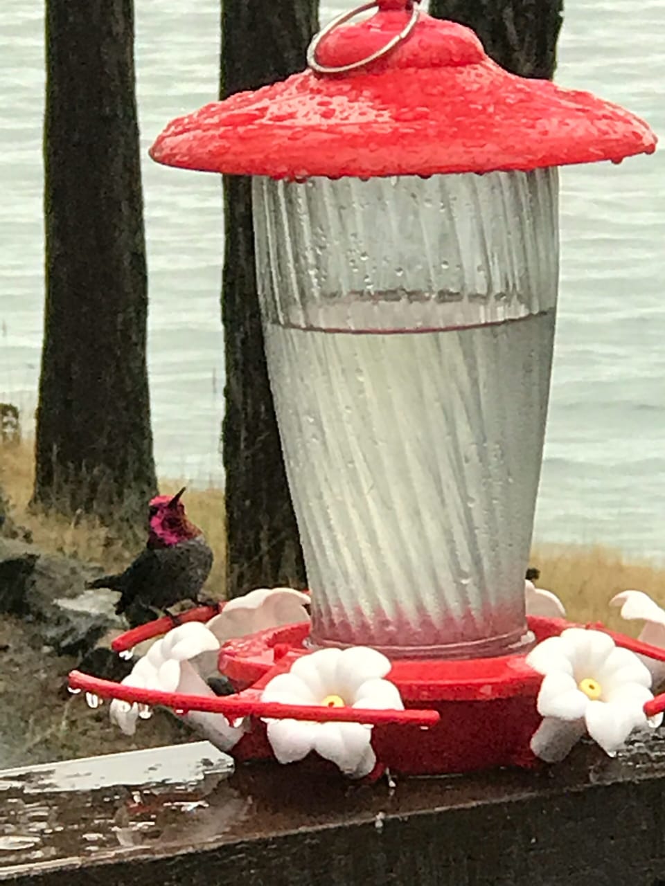 Rufus and Anna humming bird wars are a great way to waste time on the rock. 