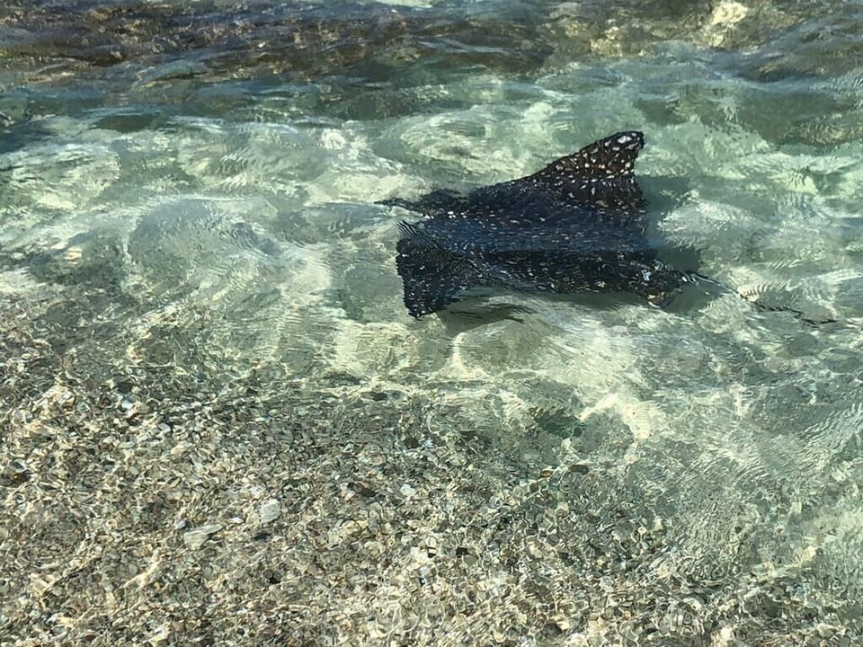 Watch for the spotted eagle rays at water's edge in Sapphire Beach!
