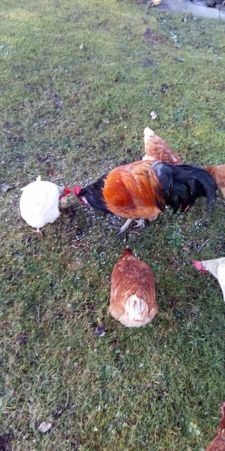 Miscellaneous