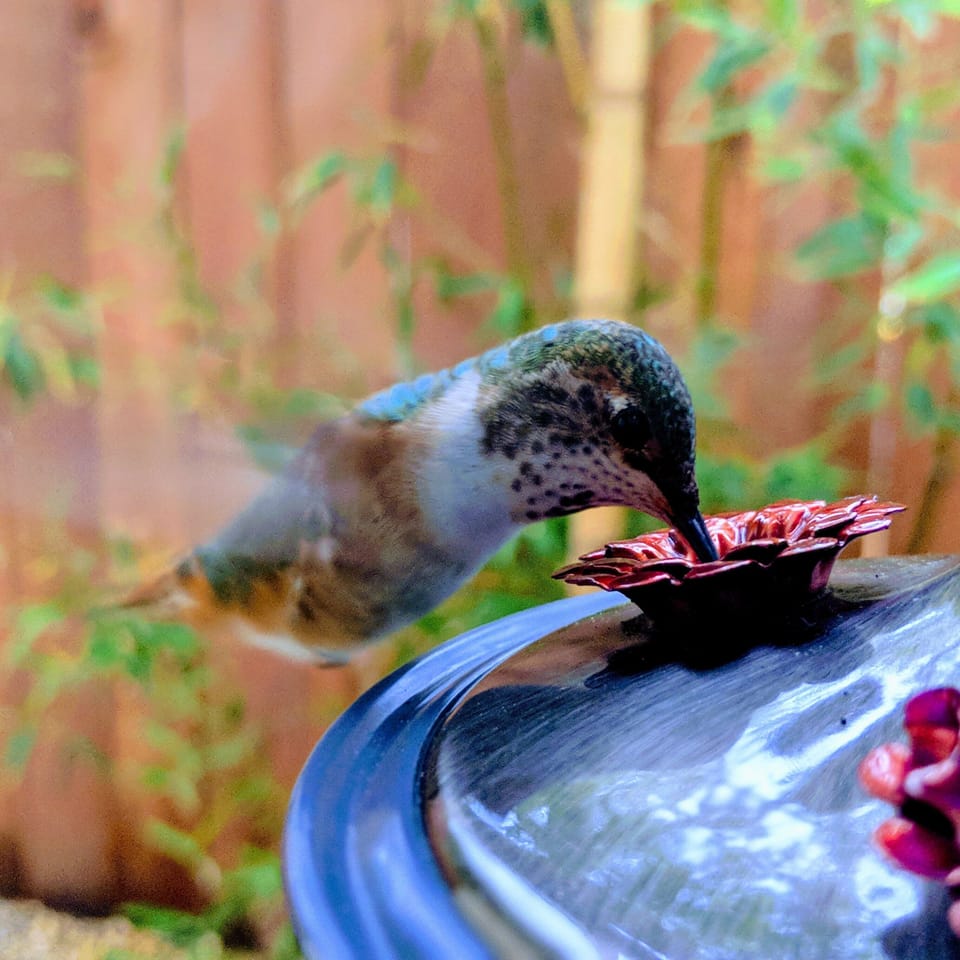 hummingbirds you can hand feed yourself