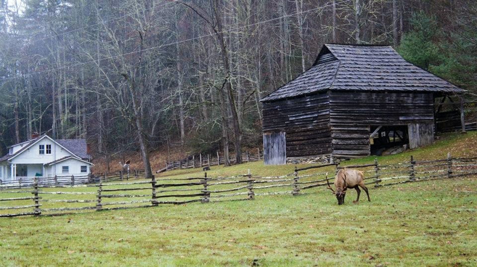 Guest Photo - Cataloochee Valley Elk