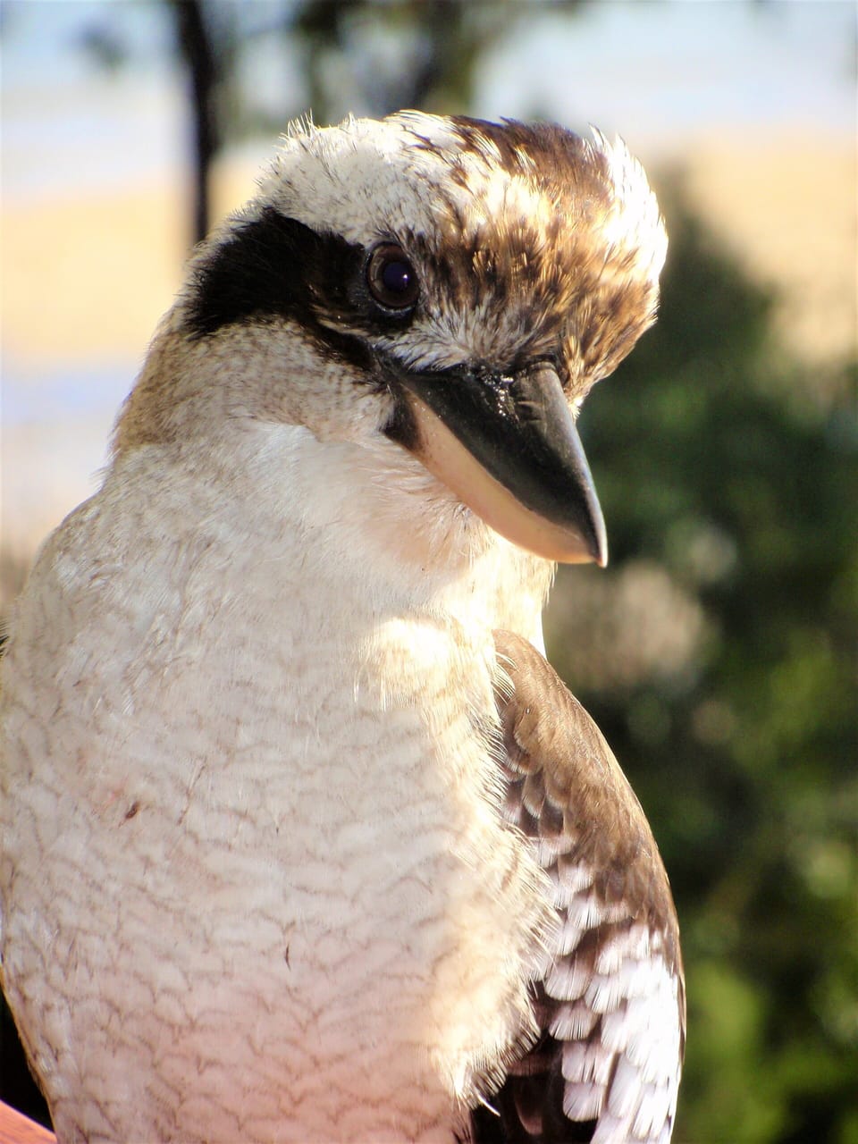 Oh... and don't forget your camera. A regular visitor (please don't feed her)