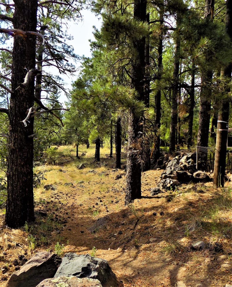 Nature trail off the driveway.