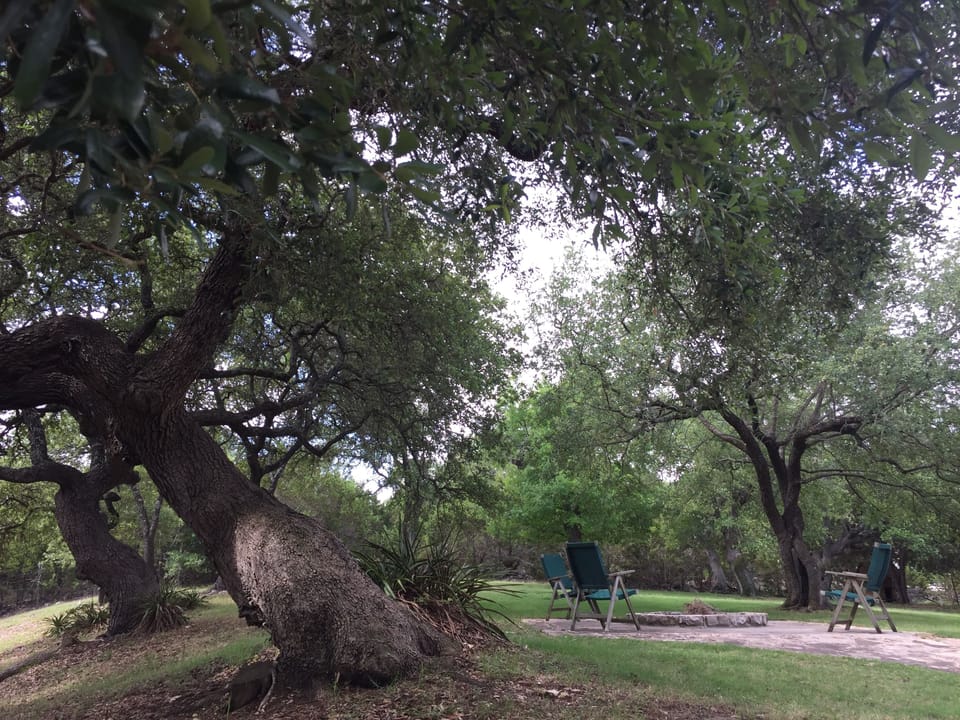 Fire Pit and Oaks