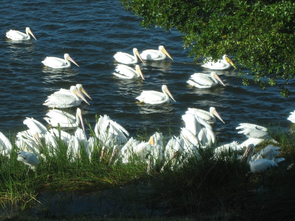 White Pelicans
