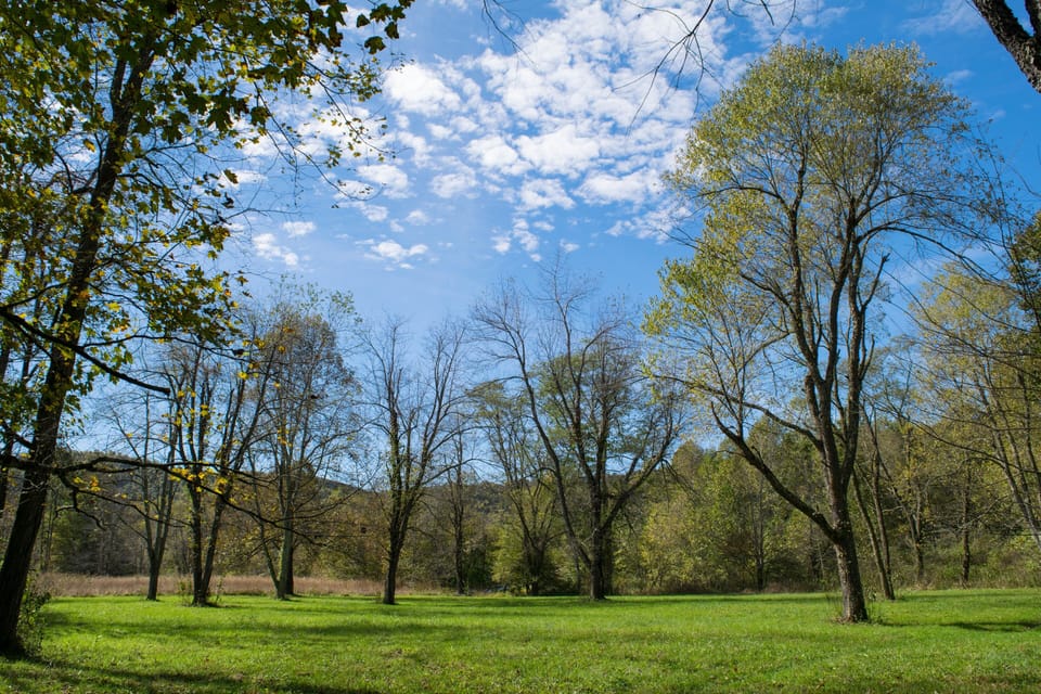Lower meadow beside the river