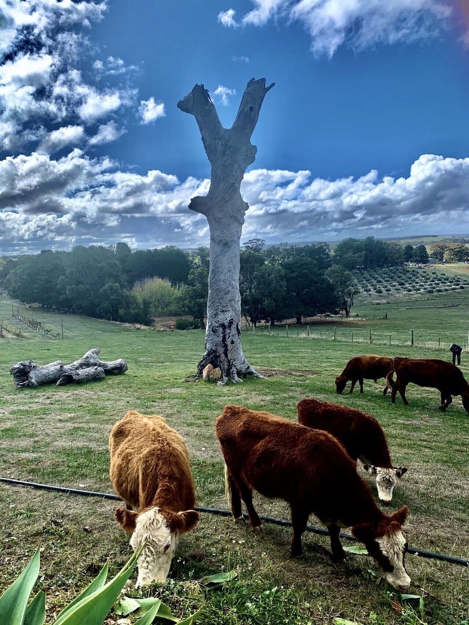 Our friendly cows 
