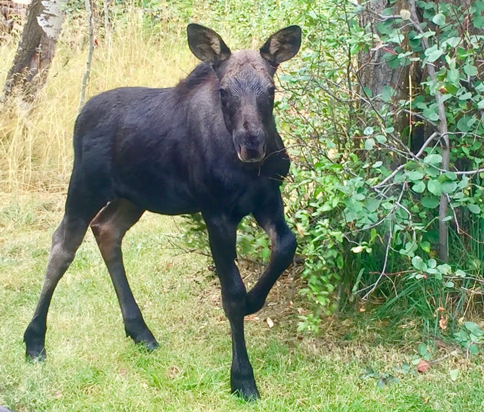 Baby moose are born on this special property. 