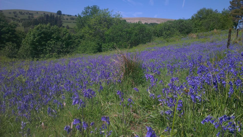 April bluebells near Llanthony Priory