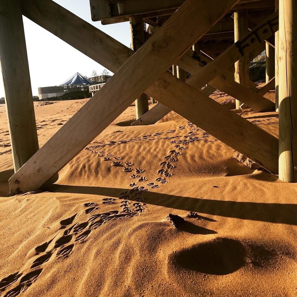 Little Penguins nest 5 minutes away from the house! 